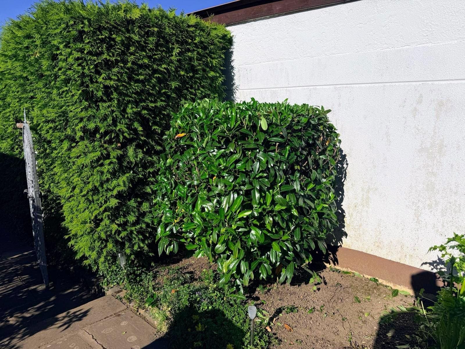 Alles rund um die Hecke – Grünfix Gartenservice
